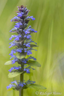 Ajuga reptans (Kriechender Günsel), 2.6.2025