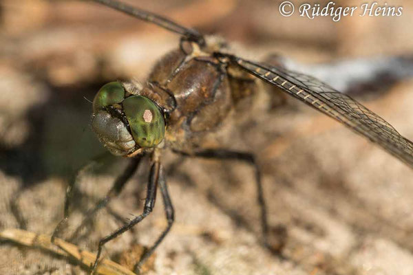 Orthetrum cancellatum (Großer Blaupfeil) Männchen