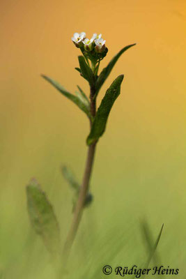 Capsella bursa-pastoris (Hirtentäschelkraut), 22.4.2019