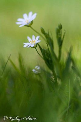 Stellaria holostea (Große Sternmiere), 18.4.2019