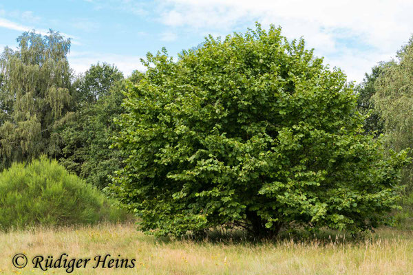 Corylus avellana, Gemeine Haselnuss