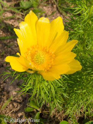 Adonis vernalis (Frühlings-Adonisröschen), 3.5.2013