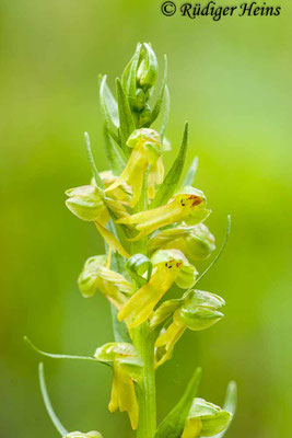 Dactylorhiza viridis (Grüne Hohlzunge), 18.5.2012