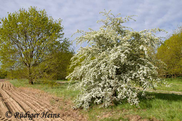 Crataegus monogyna (Eingriffeliger Weißdorn), 15.5.2019