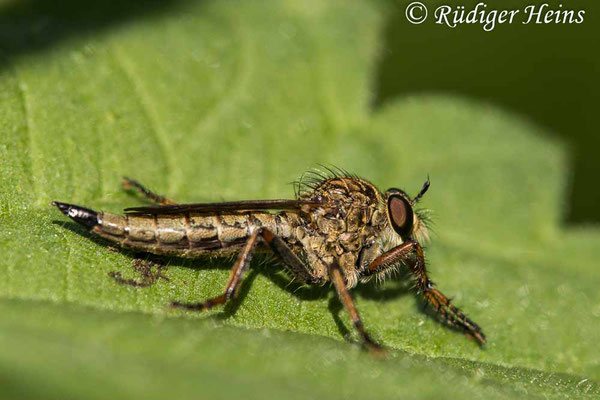 Tolmerus atricapillus (Gemeine Raubfliege) Weibchen, 6.8.2022