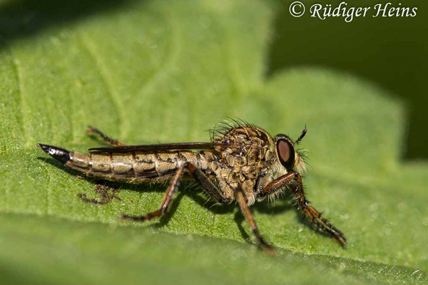 Tolmerus atricapillus (Gemeine Raubfliege) Weibchen