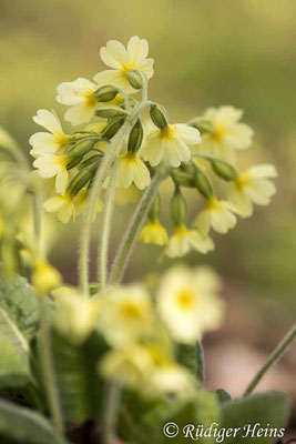 Primula elatior (Hohe Schlüsselblume), 10.4.2021