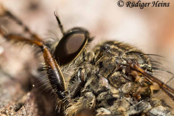 Tolmerus atricapillus (Gemeine Raubfliege) Männchen