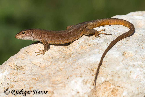 Lacerta bilineata (Westliche Smaragdeidechse) Weibchen