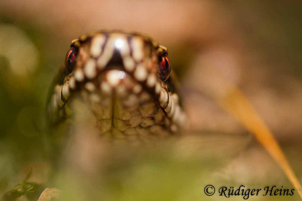 Vipera berus (Kreuzotter) Männchen, 25.3.2017 