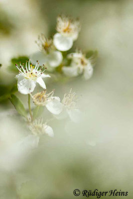 Crataegus laevigata (Zweigriffeliger Weißdorn), 11.5.2019