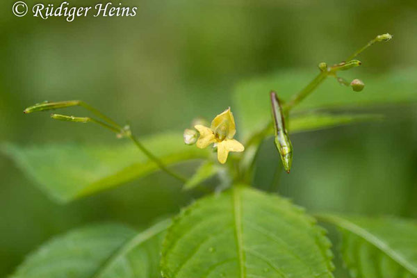 Impatiens parviflora (Kleines Springkraut), 27.7.2023