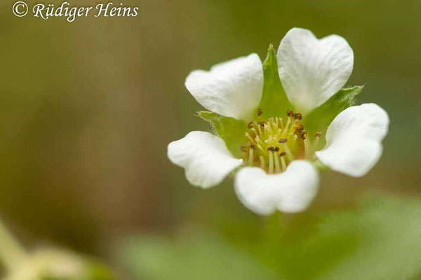 Potentilla sterilis (Erdbeer-Fingerkraut)