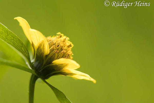 Nickender Zweizahn (Bidens cernua), 7.9.2022 - Makroobjektiv 100mm f/2,8