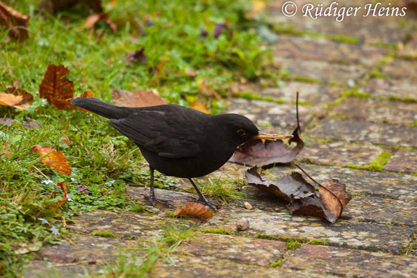 Turdus merula (Amsel oder Schwarzdrossel) Männchen, 31.10.2017