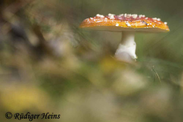 Amanita muscaria (Fliegenpilz), 11.11.2023