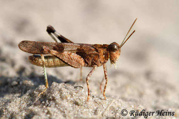 Oedipoda caerulescens (Blauflügelige Ödlandschrecke) Männchen, 2.8.2018