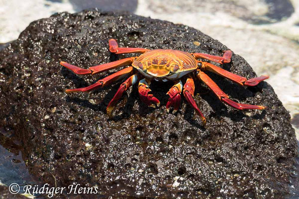 Grapsus grapsus (Rote Klippenkrabbe)