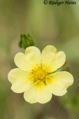 Potentilla recta (Hohes Fingerkraut)