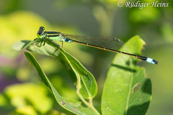 Ischnura senegalensis (Senegal-Pechlibelle) Männchen, 26.1.2023