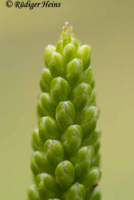 Plantago major (Breitwegerich), 31.7.2022