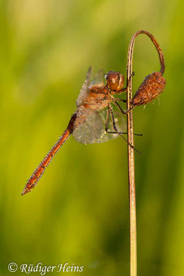 Sympetrum vulgatum (Gemeine Heidelibelle) Männchen, 20.8.2011