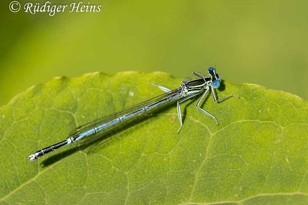 Platycnemis pennipes (Blaue Federlibelle) Männchen, 30.6.2025