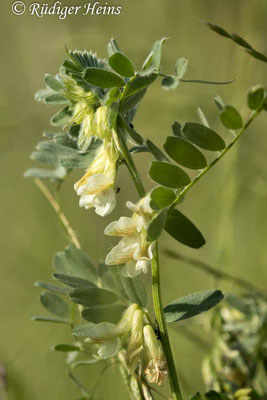 Vicia pannonica (Ungarische Wicke), 12.6.2022