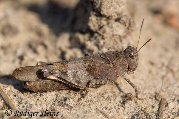 Oedipoda caerulescens (Blauflügelige Ödlandschrecke) Weibchen, 5.9.2017