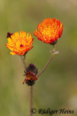 Hieracium aurantiacum (Orangerotes Habichtskraut), 31.7.2006