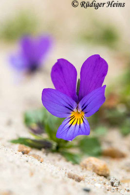 Viola tricolor var. maritima (Dünen-Stiefmütterchen), 20.5.2021