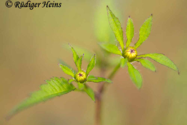 Bidens frondosus (Schwarzfrüchtiger Zweizahn), 30.7.2023