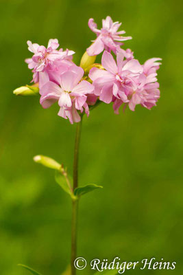 Saponaria officinalis, Echtes Seifenkraut