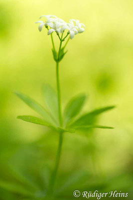 Galium odoratum (Waldmeister)