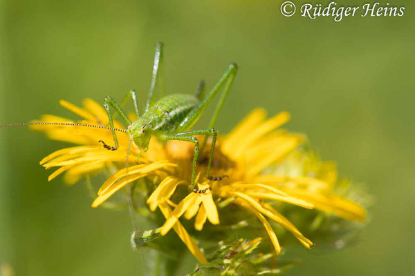 Gestreifte Zartschrecke (Leptophyes albovittata) weibliche Larve, 15.7.2024 - Makroobjektiv 180mm f/3.5