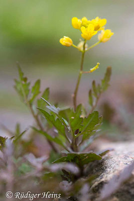 Rorippa sylvestris (Wald-Sumpfkresse), 11.8.2023