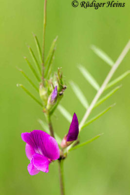 Vicia sativa (Futterwicke)