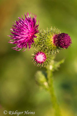 Carduus crispus (Krause Ringdistel), 6.8.2020