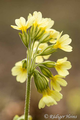 Primula elatior (Hohe Schlüsselblume), 10.4.2021