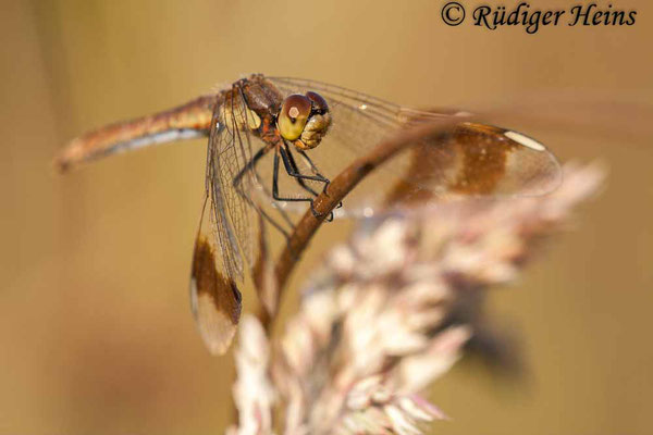 Sympetrum pedemontanum (Gebänderte Heidelibelle) Weibchen, 19.8.2009