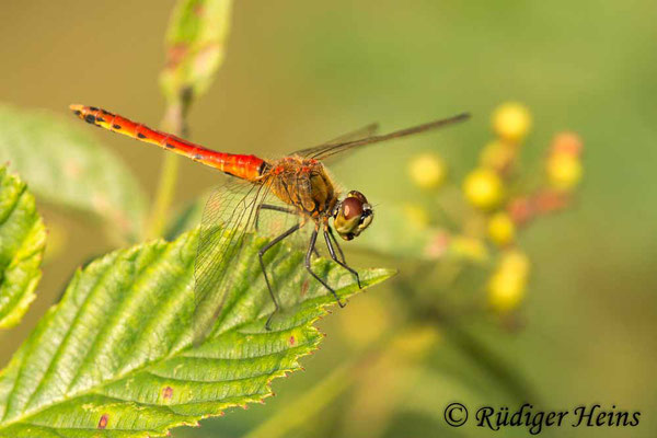 Sympetrum depressiusculum (Sumpf-Heidelibelle) Männchen, 26.8.2019