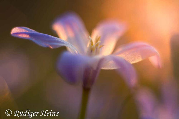 Chionodoxa luciliae (Gewöhnliche Sternhyazinthe), 27.3.2020