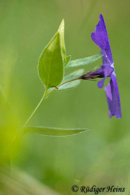 Vinca major (Großes Immergrün), 28.5.2023