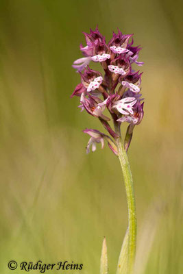 Neotinea ustulata x tridentata (Dietrich-Knabenkraut), 17.5.2012