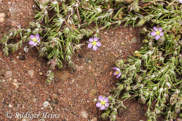 Spergularia rubra (Rote Schuppenmiere), 13.6.2015