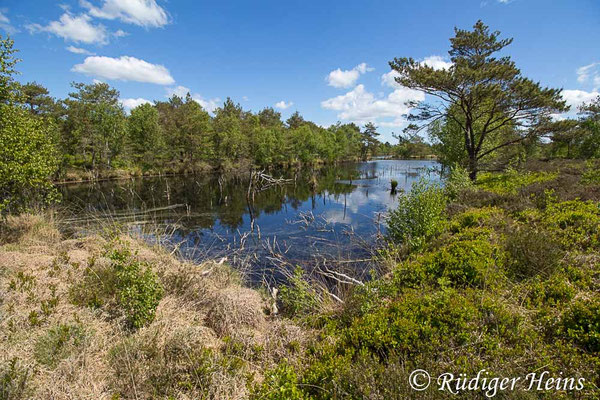 Coenagrion lunulatum (Mond-Azurjungfer) Habitat, 15.5.2025