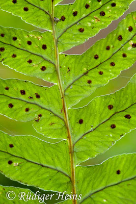 Polypodium vulgare (Gewöhnlicher Tüpfelfarn), 6.12.2015