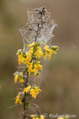 Genista anglica (Englischer Ginster)