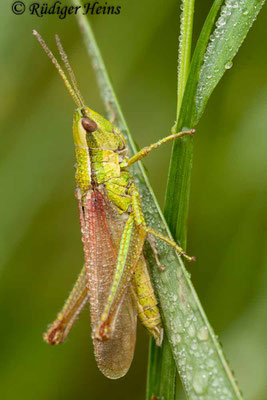 Chrysochraon dispar (Große Goldschrecke) Männchen, 3.7.2009