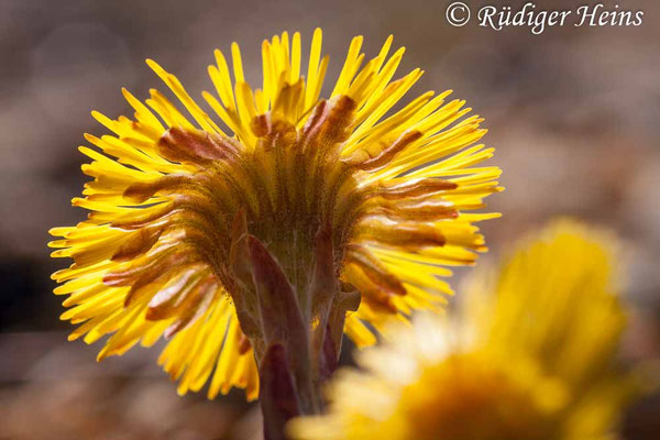 Tussilago farfara (Huflattich)